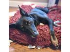 Adopt Sapphire a Black Mixed Breed (Medium) / Mixed dog in Kansas City