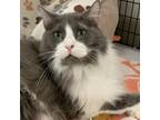 Adopt Arrow a Gray or Blue Domestic Longhair / Domestic Shorthair / Mixed cat in