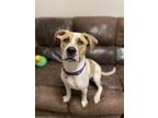 Adopt Molly a White American Pit Bull Terrier / Rhodesian Ridgeback / Mixed dog