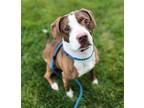 Adopt Gloria a Brown/Chocolate - with White Boxer / Beagle / Mixed dog in St