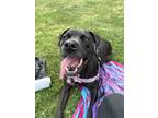 Adopt Yuuna a Black American Pit Bull Terrier / Mixed dog in Denver