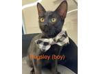 Adopt Pugsley a Domestic Short Hair