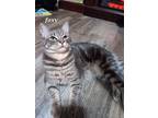 Adopt Foxy [CP] a Gray, Blue or Silver Tabby Domestic Shorthair / Mixed (short