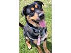 Adopt Hunter a Rottweiler / Mixed dog in Penticton, BC (38708038)