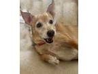 Adopt Nina a Tan/Yellow/Fawn - with White Terrier (Unknown Type