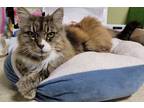 Adopt Sharon a Domestic Longhair / Mixed cat in Vancouver, WA (38755760)