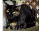 Adopt Cali a Black (Mostly) Domestic Shorthair (short coat) cat in Evansville