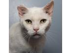 Adopt Frost a White Domestic Shorthair / Mixed cat in Sarasota, FL (38853132)