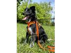 Adopt Xania a Black - with Gray or Silver Border Collie / Australian Cattle Dog