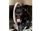 Adopt Binjion a Pit Bull Terrier / Mixed dog in Birmingham, AL (38850901)