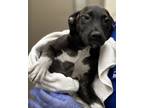 Adopt Tina a Pit Bull Terrier / Mixed dog in Birmingham, AL (38874464)
