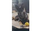 Adopt Jackie a Black - with Tan, Yellow or Fawn German Shepherd Dog / Mixed dog