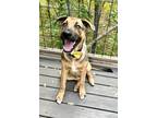 Adopt Russell a Tan/Yellow/Fawn German Shepherd Dog / Mixed dog in Houston