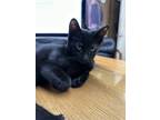Adopt Midnight The Cat a All Black Domestic Shorthair / Mixed (short coat) cat