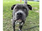Adopt BRUCE a Gray/Silver/Salt & Pepper - with White Mixed Breed (Medium) /