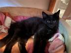 Adopt Yeti (with Hank) a All Black Domestic Mediumhair / Mixed cat in