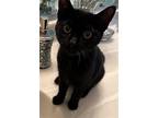 Adopt Luna Kitten a All Black Domestic Shorthair / Mixed (short coat) cat in