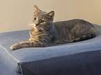 Adopt Milo -- Courtesy Post a Domestic Short Hair