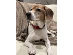 Adopt Walle a Beagle