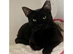 Adopt Yay a All Black Domestic Shorthair / Mixed cat in Cumming, GA (38882253)