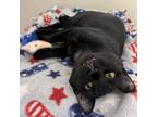 Adopt Cat-Cada a All Black Domestic Shorthair / Mixed cat in Cumming
