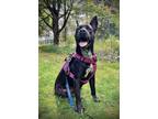 Adopt Mary Jane ~ meet me! a Black - with White Labrador Retriever / Flat-Coated