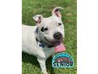 Adopt 2307-1555 Diamond a Pit Bull Terrier / Mixed dog in Virginia Beach