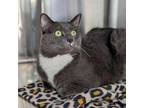Adopt Linden a Gray or Blue Domestic Shorthair / Mixed cat in Cumming