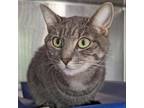 Adopt Aspen a Gray or Blue Domestic Shorthair / Mixed cat in Cumming