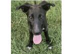 Adopt Myrtle Lonestar a Labrador Retriever / Mixed dog in Rockaway