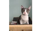Adopt Amy a Gray or Blue (Mostly) Domestic Shorthair / Mixed (short coat) cat in