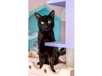 Adopt Forrest - KBC a All Black Domestic Shorthair / Mixed (short coat) cat in
