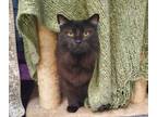 Adopt Salem a Domestic Longhair / Mixed cat in Oceanside, CA (38798045)