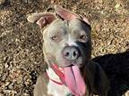 Adopt BUCKEYE a Brown/Chocolate American Pit Bull Terrier / Mixed dog in Waco