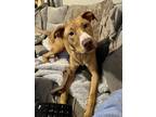 Adopt Beau a Tan/Yellow/Fawn - with White Hound (Unknown Type) / Pit Bull
