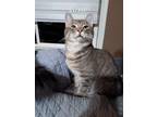 Adopt Gizmo [CP] a Brown Tabby Domestic Shorthair / Mixed (short coat) cat in