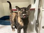 Adopt Princess a Domestic Shorthair / Mixed cat in Oceanside, CA (38638803)