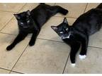 Adopt Sharey (with Tick) a Black & White or Tuxedo Domestic Shorthair / Mixed