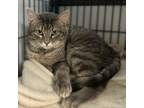 Adopt Grass a Domestic Short Hair