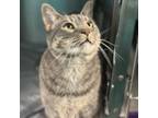 Adopt Blazen a Domestic Short Hair