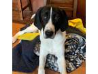 Adopt Arnold (Arnie) a Pointer, Anatolian Shepherd