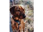 Adopt Copper a Red/Golden/Orange/Chestnut Labrador Retriever / Mixed dog in
