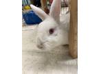 Adopt Wally a White Florida White / Mixed rabbit in Westford, MA (38730721)