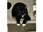 Adopt Klondike a Domestic Shorthair / Mixed cat in Troy, VA (38696235)