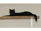 Adopt Kakuna a Domestic Shorthair / Mixed cat in Troy, VA (38696234)