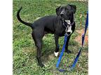 Adopt Cindy 3 years 47 loves cat and dogs a Labrador Retriever / Mixed dog in