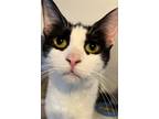 Adopt Jenny Lind a Domestic Shorthair / Mixed (short coat) cat in Phoenix