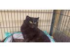 Adopt LYDIA a All Black Domestic Longhair / Mixed (long coat) cat in Smithtown