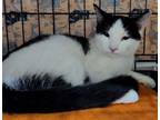 Adopt Mango a Black & White or Tuxedo Domestic Shorthair / Mixed (short coat)