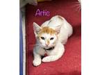 Adopt Artic a White (Mostly) Domestic Shorthair / Mixed (short coat) cat in